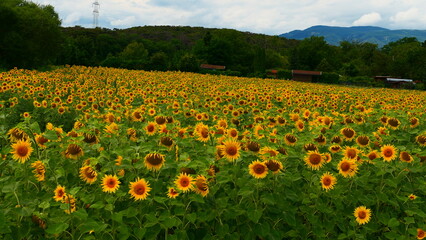 Sonnenblumenfeld in den Wiener Alpen, Neunkirchen, Niederösterreich