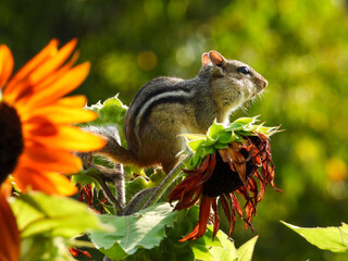 Chipmunk enjoying some sunflower seeds in the early morning light