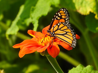 Monarch butterly collecting nectar from the colourful flowers