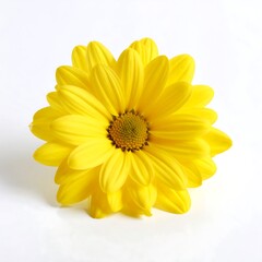 Obraz premium Single yellow flower on white