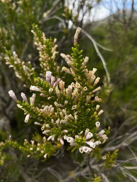 Inflorescence of a Pichi Fabiana Imbricata flowers. Also known as: pichi-pichi or romero bush.