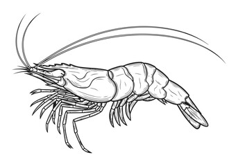 Vector art of detailed illustration of a shrimp isolated on white background