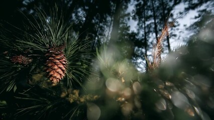 Close-up of a pine cone hanging from a spruce branch in a forest, illuminated by warm sunlight filtering through the trees, capturing serene natural beauty. - Powered by Adobe