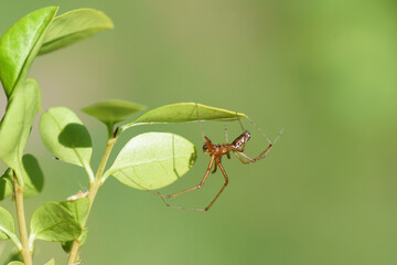 Male Money Spider, European hammock spider, sheet-web spider (Linyphia triangularis) of the family Linyphiidae in garden privet. Summer, August, Netherlands