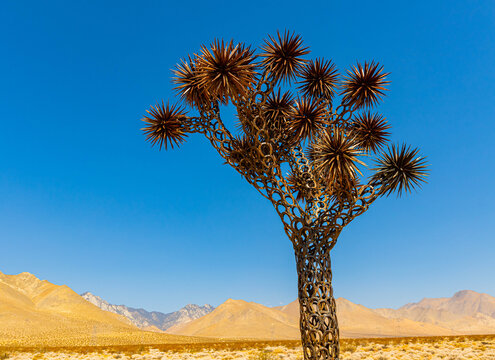 Horseshoe Joshua Tree at Old Mining Camp, Inyo County, Califronia, USA