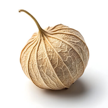 Single dried pointed gourd isolated on a white background, perfect for culinary, herbal,