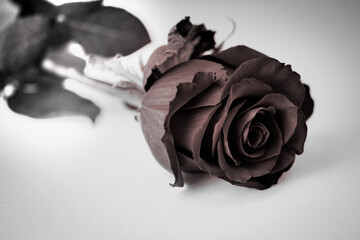 Rose schwarz rot vor wei&szlig; Freisteller Platz f&uuml;r Text