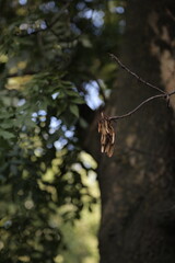 Leaf in the tree