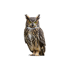 Fototapeta premium Beautiful Brown Owl Perched and Looking Forward