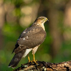 Raptor perched on log in forest