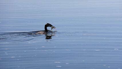 Great Crested Grebe (Podiceps cristatus) with caught fish swims on the water.