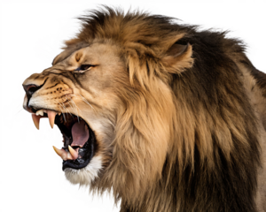 Roaring lion head side profile isolated on a transparent background