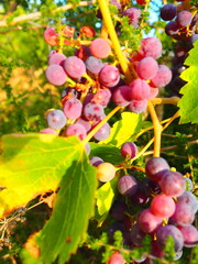 Cluster of ripe red grapes among green leaves in vineyard, soft focus summer countryside scene