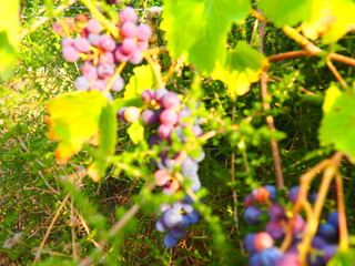 Cluster of ripe red grapes among green leaves in vineyard, soft focus summer countryside scene