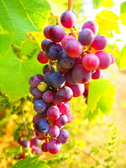 Cluster of ripe red grapes among green leaves in vineyard, soft focus summer countryside scene