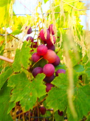 Cluster of ripe red grapes among green leaves in vineyard, soft focus summer countryside scene