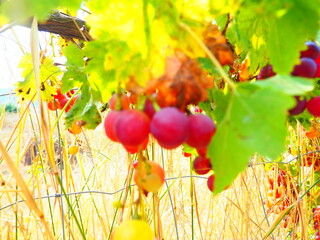 Cluster of ripe red grapes among green leaves in vineyard, soft focus summer countryside scene