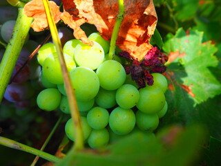 Cluster of ripe red grapes among green leaves in vineyard, soft focus summer countryside scene