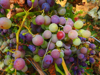 Cluster of ripe red grapes among green leaves in vineyard, soft focus summer countryside scene