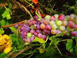 Cluster of ripe red grapes among green leaves in vineyard, soft focus summer countryside scene