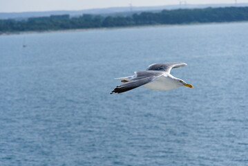 Seevogel Albatros gleitet übers Meer