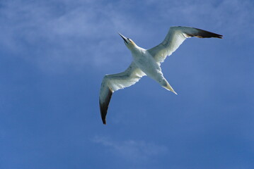 Gleitende Albatros bei blauem Himmel - Seevogel