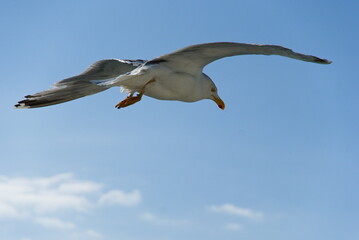 Fliegende Albatros gleitet bei blauem Himmel