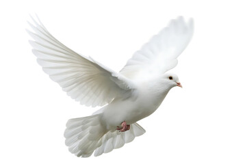 Obraz premium White dove flying isolated on a transparent background