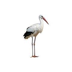 Fototapeta premium White stork standing isolated on white for bird and wildlife photography concepts