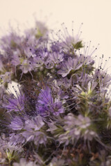 Naklejka premium Close-up selective soft focus lilac, beige small flower, pistil, stamen. Macro natural background.