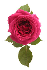 PNG Pink, red Rose Flower bud, leaf isolated on transparent background. Top view.