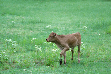 Young calf running on a green meadow