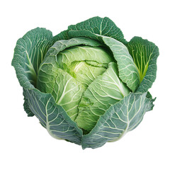 Fototapeta premium Cabbage Vegetable on isolated PNG