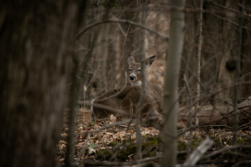 deer in the woods
