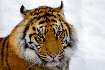 tiger in the snow