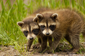 close up of baby raccoons