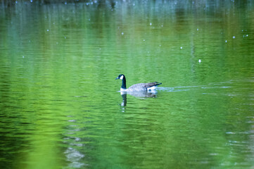 canada goose in the water
