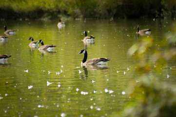 canada goose family