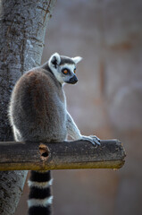 ring tailed lemur