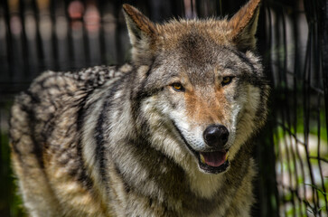 gray wolf portrait