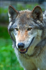 gray wolf portrait