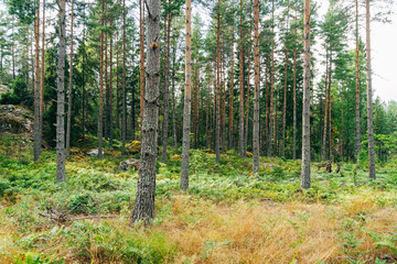 Obraz premium Swedish Forests – Lush Scandinavian Wilderness