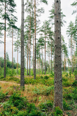 Obraz premium Swedish Forests – Lush Scandinavian Wilderness