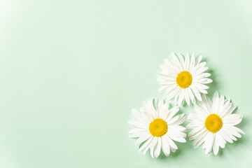 Obraz premium Three chamomile flowers on light green background.