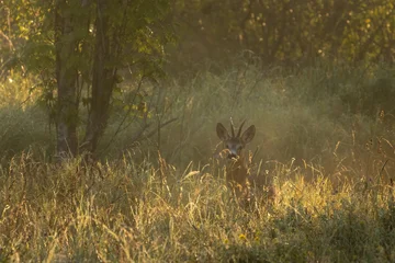 Fotobehang Ree Photo of roe deer in the morning fog  © Dead Tree World