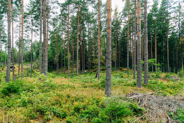 Obraz premium Swedish Forests – Lush Scandinavian Wilderness