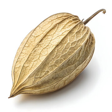 A single dried pointed gourd placed on a white background, ideal for culinary, herbal,
