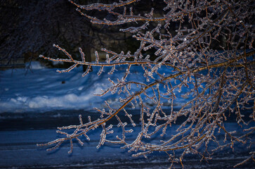 ice covered tree
