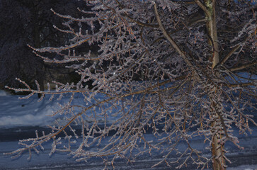 ice covered tree