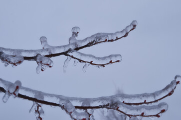 ice covered tree